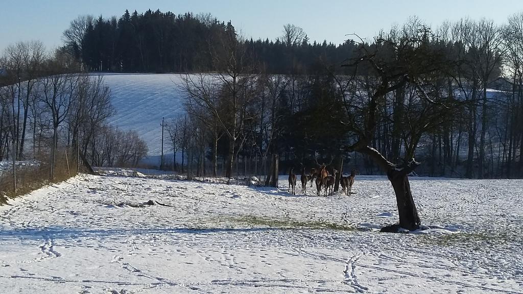 Pension Weinbauer Hofkirchen im Traunkreis エクステリア 写真